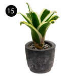 LARGE INDOOR PLANTS | SB-LARGE - Image 3