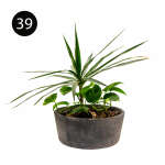 LARGE INDOOR PLANTS | SB-LARGE - Image 5