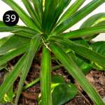 LARGE INDOOR PLANTS | SB-LARGE - Image 6