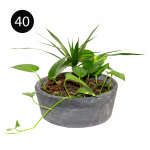 LARGE INDOOR PLANTS | SB-LARGE - Image 7