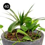 LARGE INDOOR PLANTS | SB-LARGE - Image 8