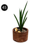 MEDIUM INDOOR PLANTS | SB-MED - Image 4