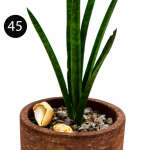 MEDIUM INDOOR PLANTS | SB-MED - Image 3