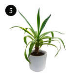 MEDIUM INDOOR PLANTS | SB-MED