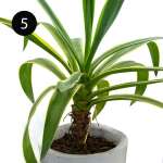 MEDIUM INDOOR PLANTS | SB-MED - Image 2