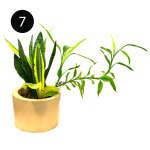 LARGE INDOOR PLANTS | SB-LARGE