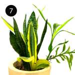 LARGE INDOOR PLANTS | SB-LARGE - Image 2